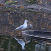 水鳥たち