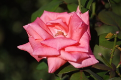 薔薇　14　山下公園　１０月