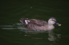 鴨　1　旧浜離宮庭園　９月