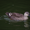 鴨　1　旧浜離宮庭園　９月