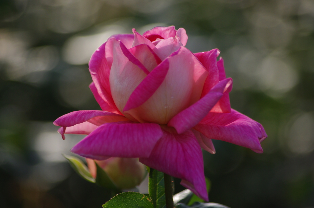 薔薇　7