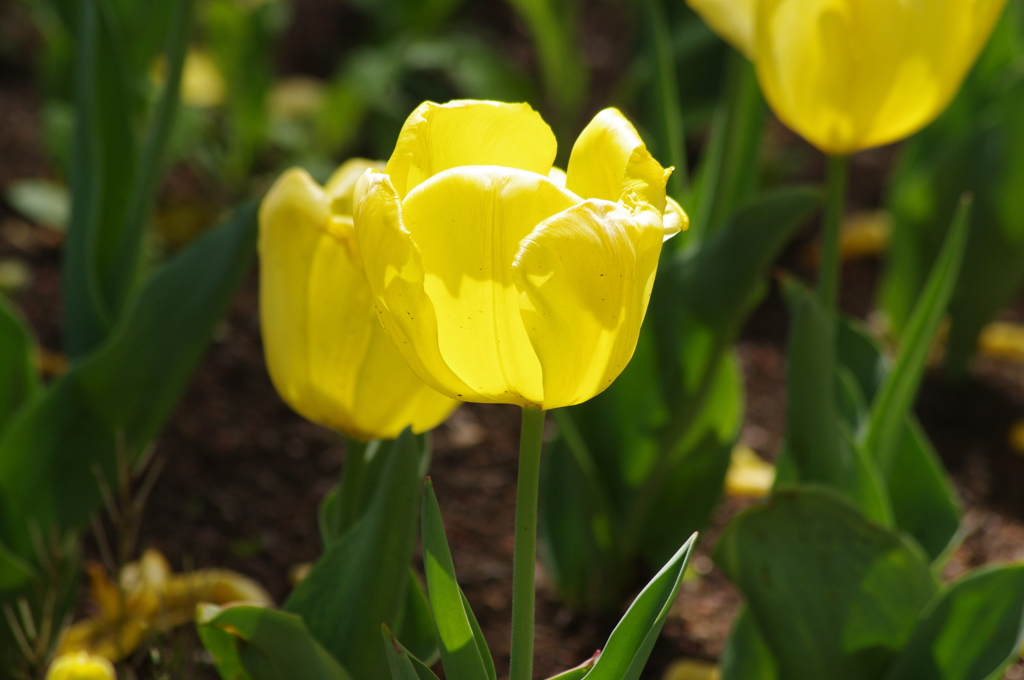 チューリップ　日比谷公園　2　5月