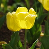 チューリップ　日比谷公園　2　5月