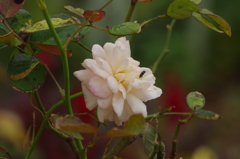薔薇　6