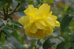 薔薇　山下公園　１４