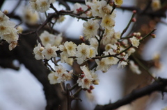 白梅　日比谷公園　１月