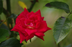薔薇　1