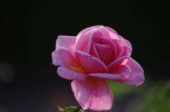 薔薇　5