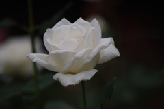 薔薇　2　代々木公園　１０月