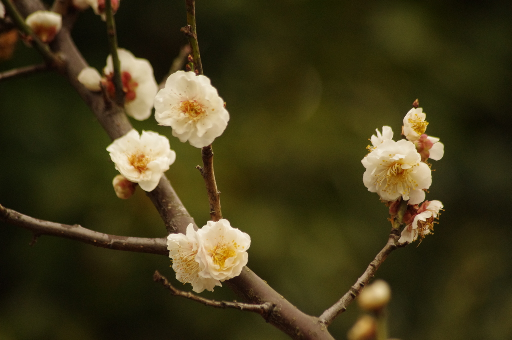 梅　2　池上梅園
