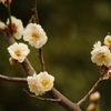 梅　2　池上梅園