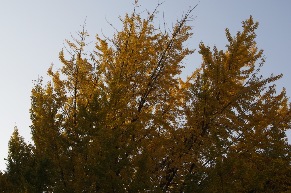 紅葉　2
