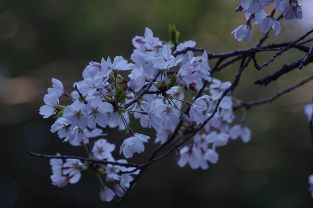 桜　1