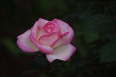 薔薇　1