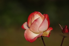 薔薇　3
