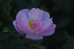 薔薇　6