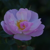 薔薇　6