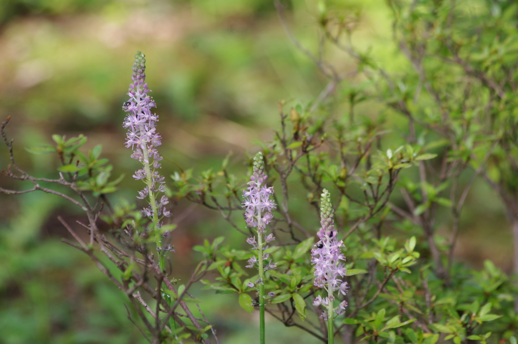 池辺の花　洗足池