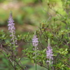 池辺の花　洗足池