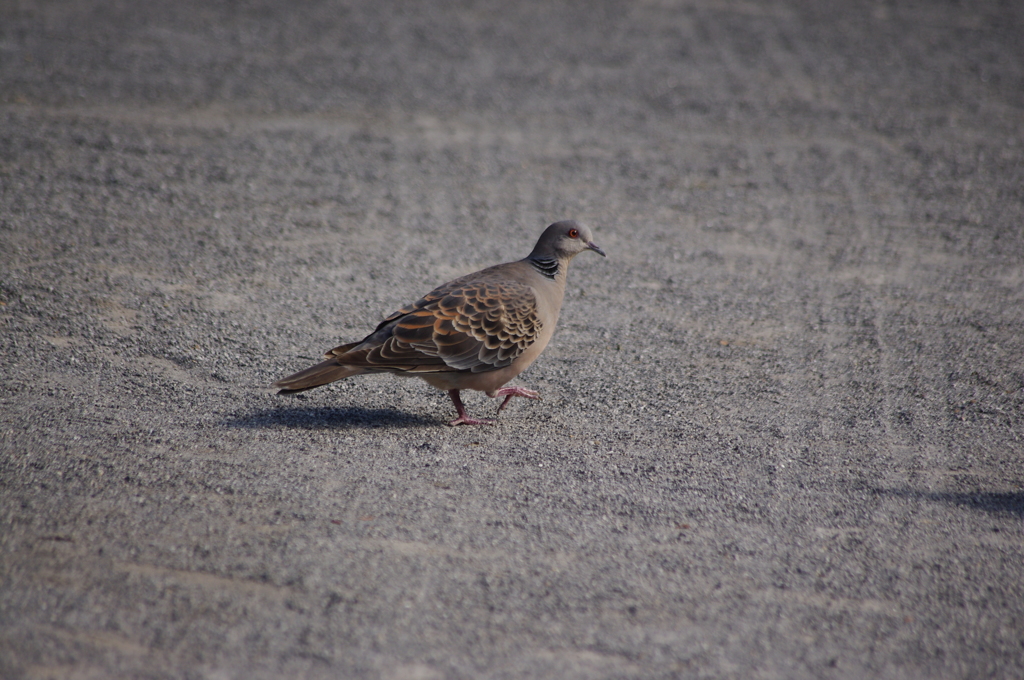 鳩　戸越公園　９月