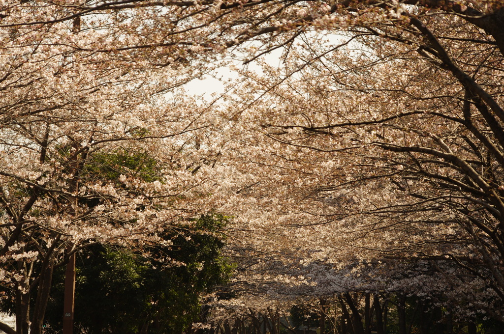 目黒川の桜　4