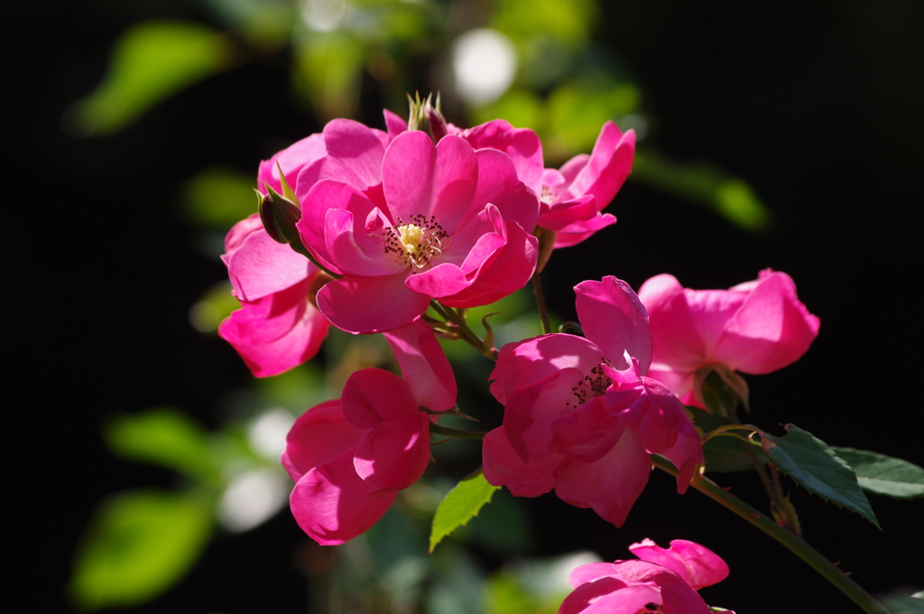 薔薇　28