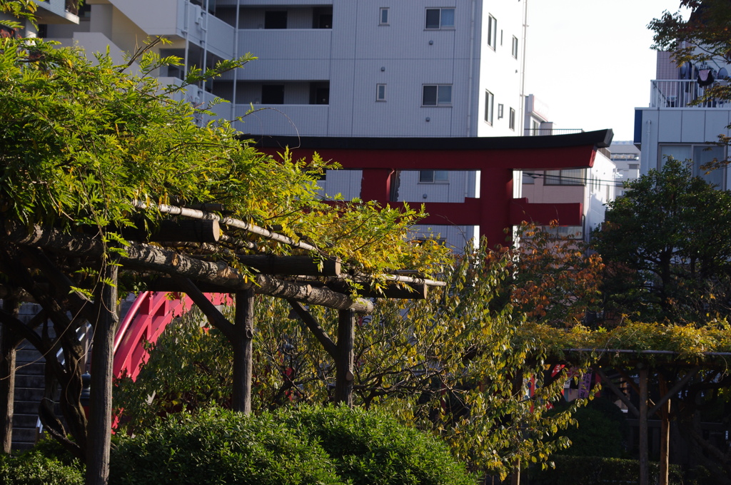 藤棚と鳥居