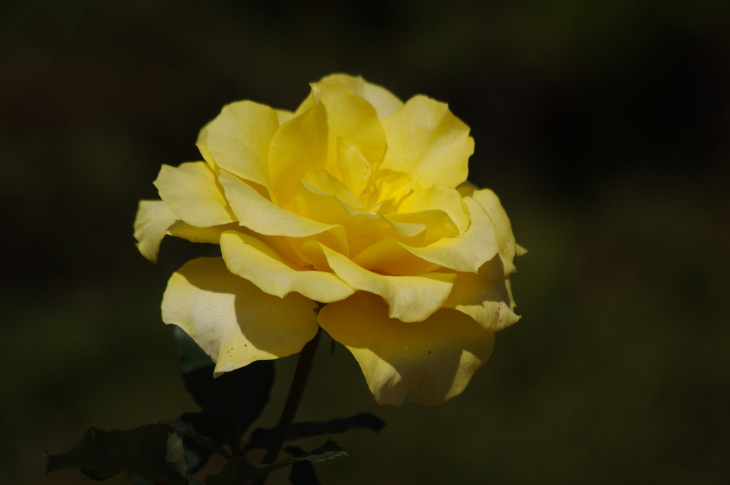 薔薇　49