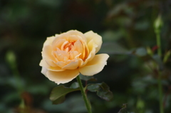 薔薇　4