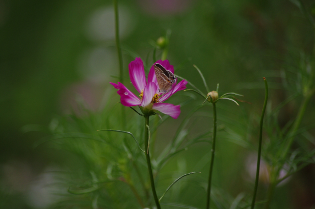 コスモス　1