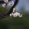 白梅