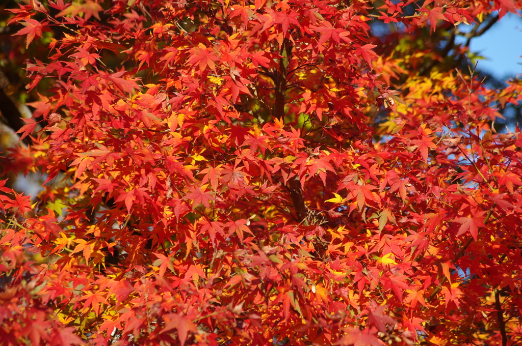 紅葉　4　皇居東御苑