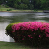 サツキ　浜離宮庭園