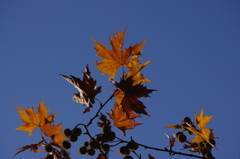 紅葉　7