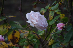 薔薇　1