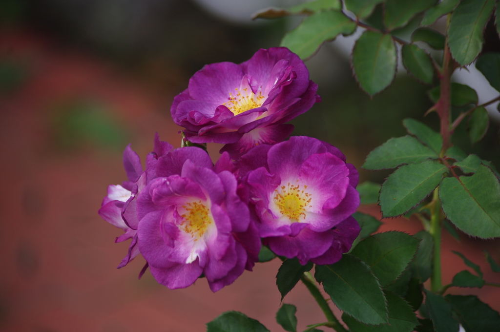 薔薇　6　