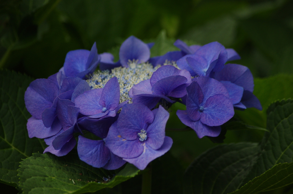 アジサイ　旧芝離宮庭園　6月末