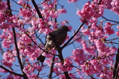リュウキュウカンヒザクラと鳥