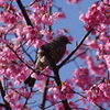 リュウキュウカンヒザクラと鳥