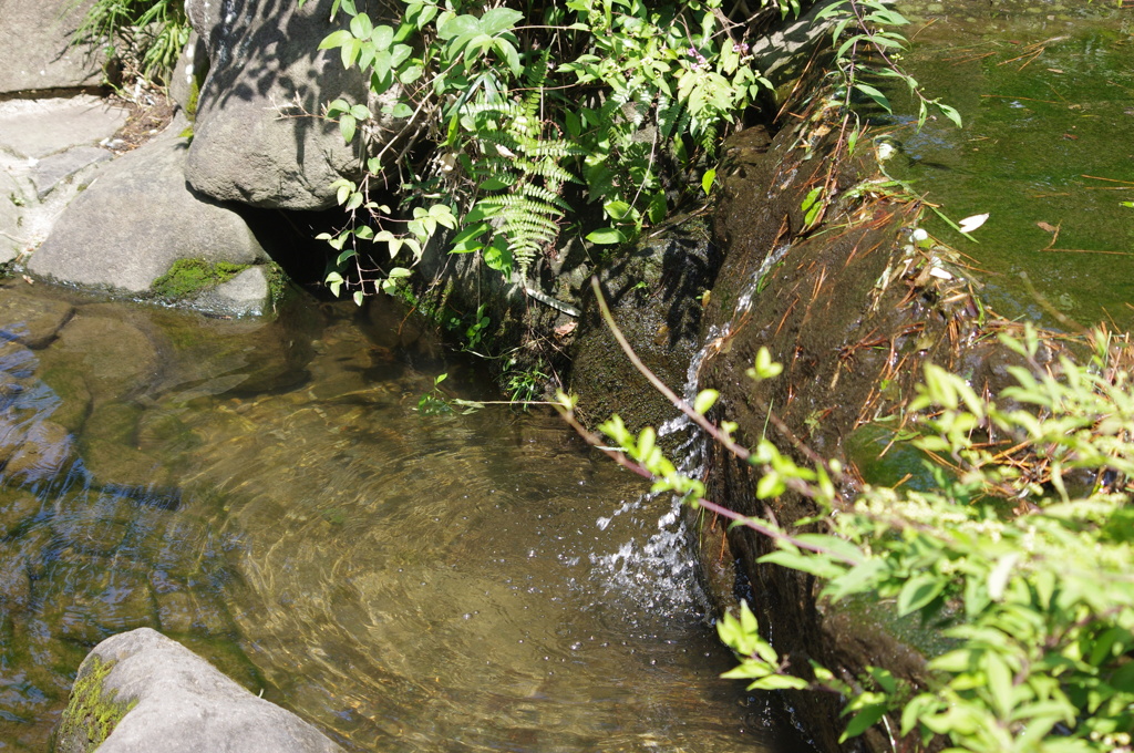 小滝　甘泉園　８月　