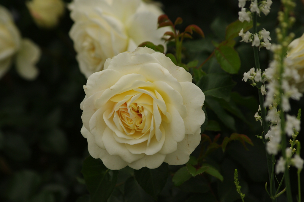 薔薇　31　港が見える丘公園　５月