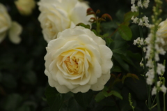 薔薇　31　港が見える丘公園　５月