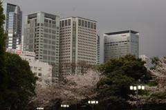 桜　高輪プリンス周辺　3