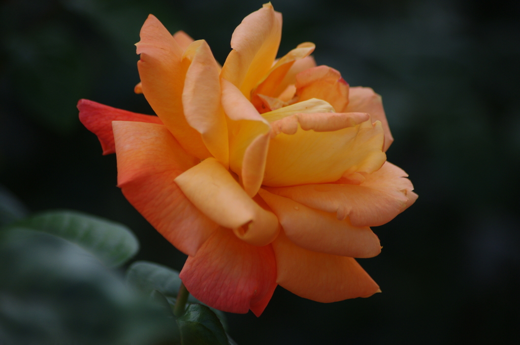 芝浦中央公園　６月　薔薇　4
