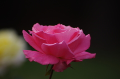 薔薇　19