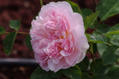 薔薇　山下公園　８