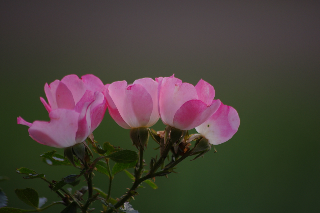 秋薔薇　10