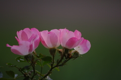 秋薔薇　10