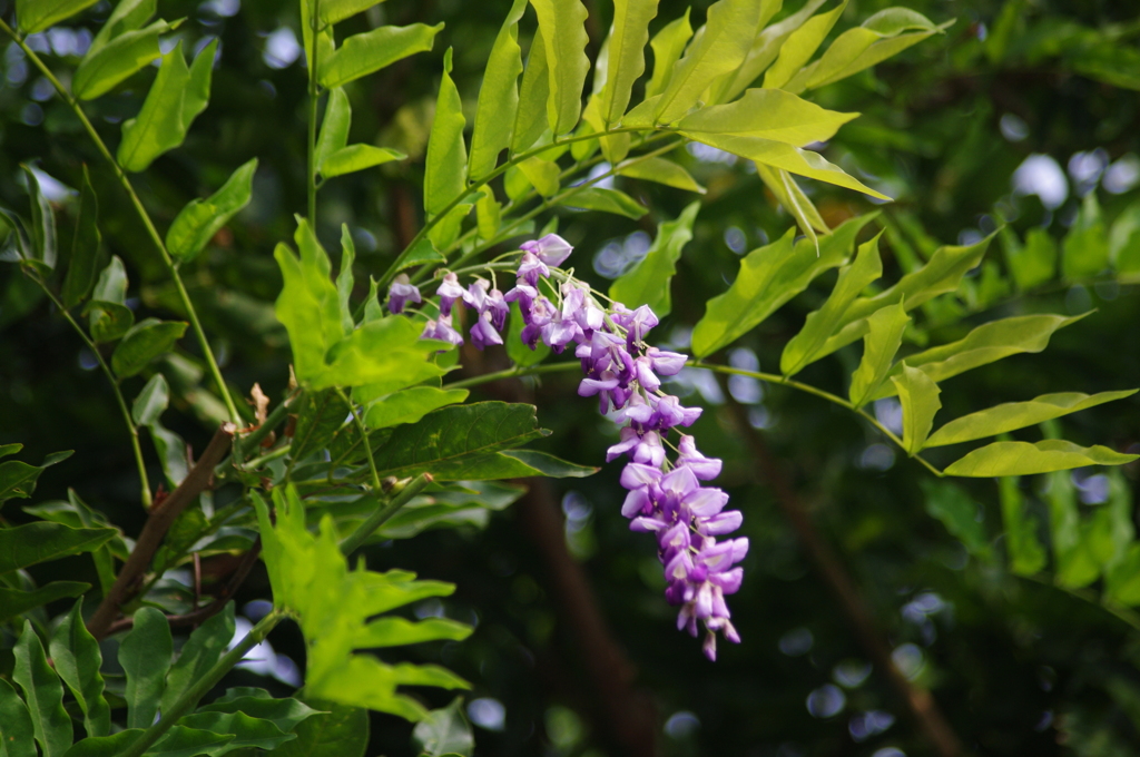 旧芝離宮庭園　フジ　８月