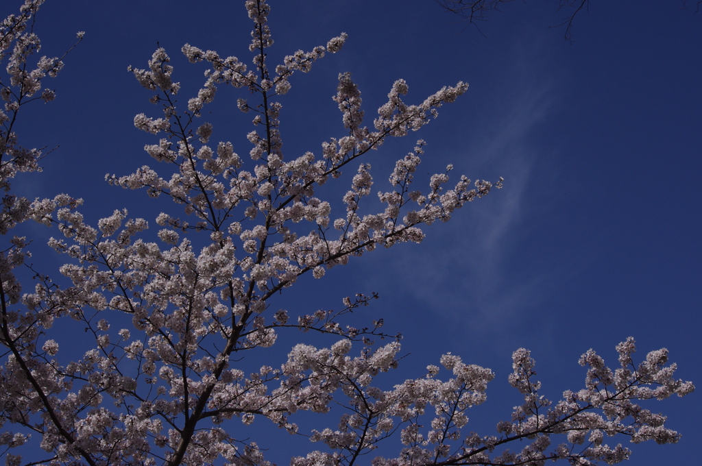 桜　6